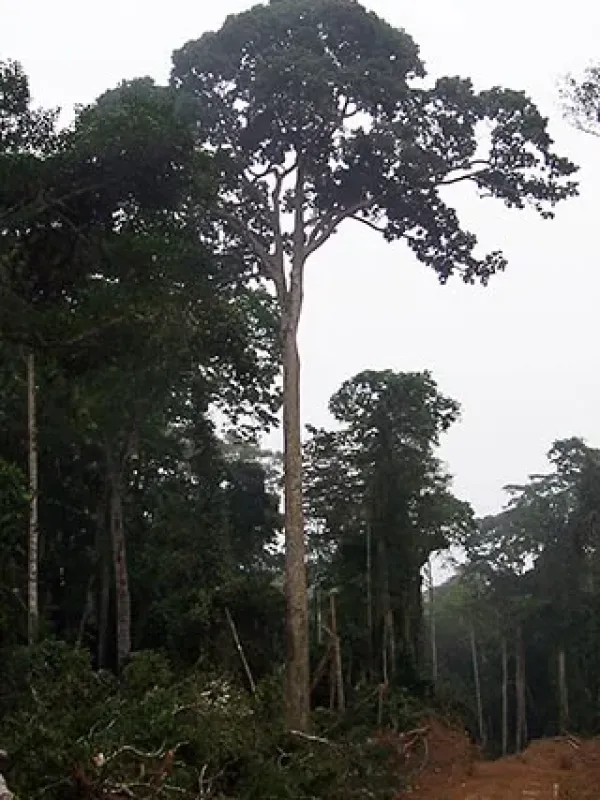 Entandrophragma cylindricum