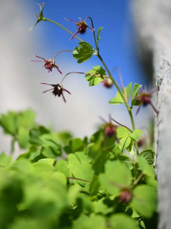 Thalictrum macrocarpum