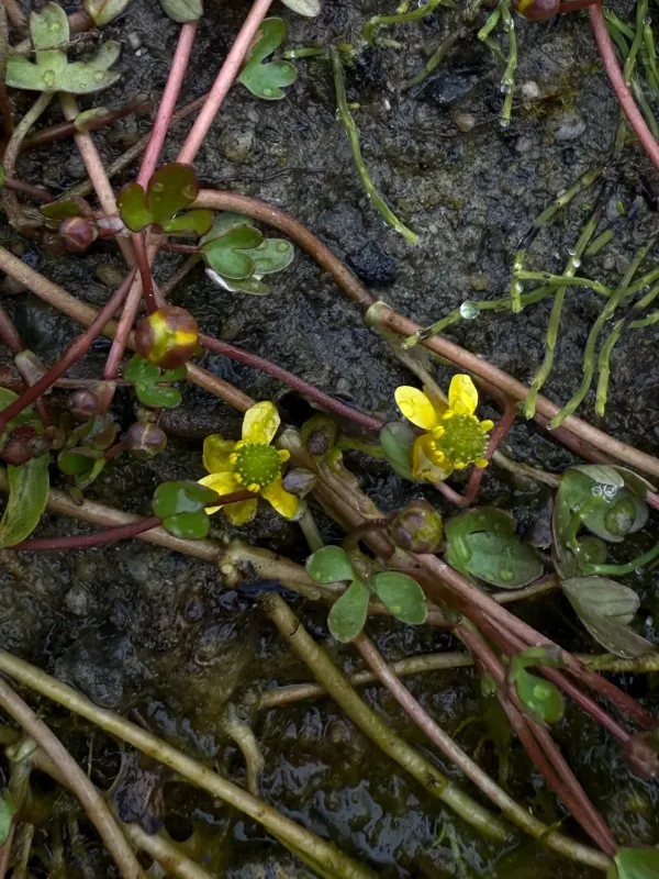 High arctic buttercup