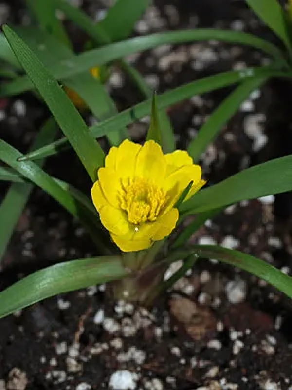 Unusual buttercup