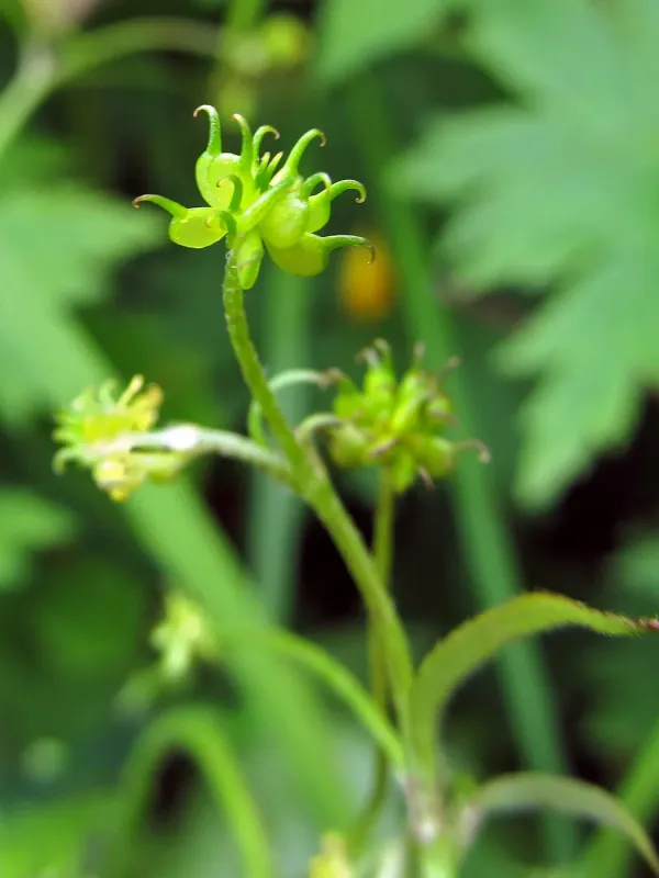 Ranunculus aduncus