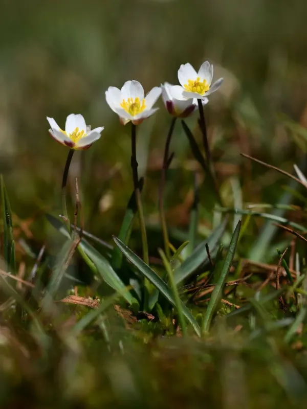 Narrow-leaved buttercup