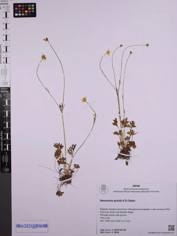 Ranunculus gracilis