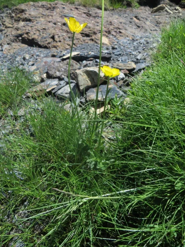 Roussillon buttercup
