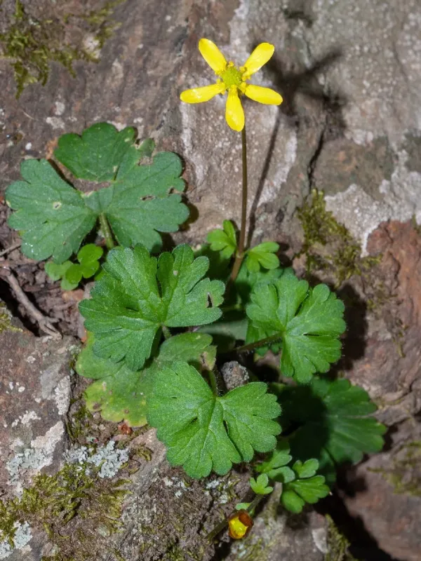 Ranunculus subhomophyllus