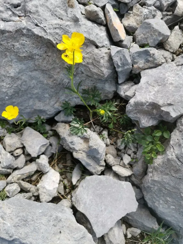Carinthian buttercup