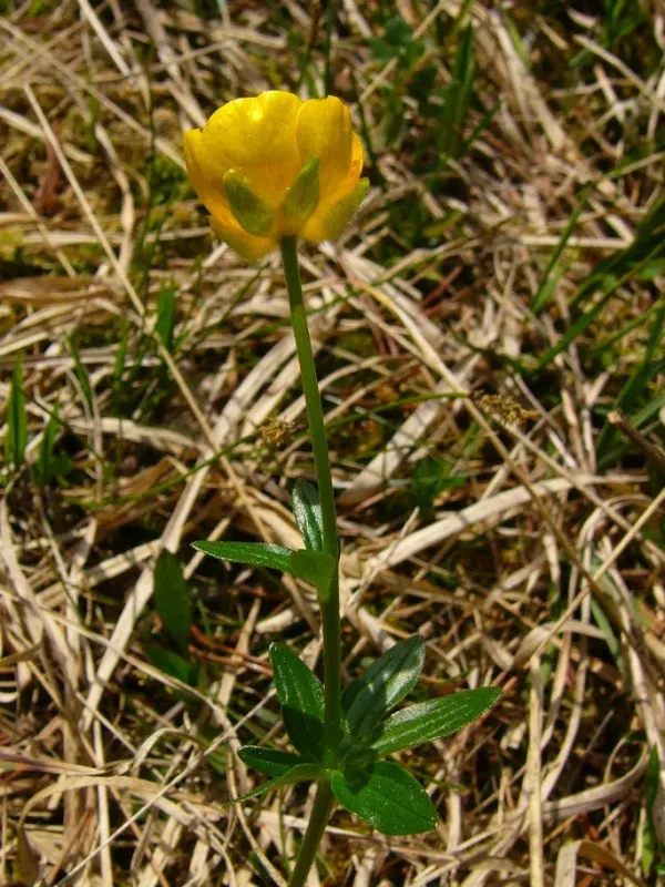 Ranunculus clethraphilus