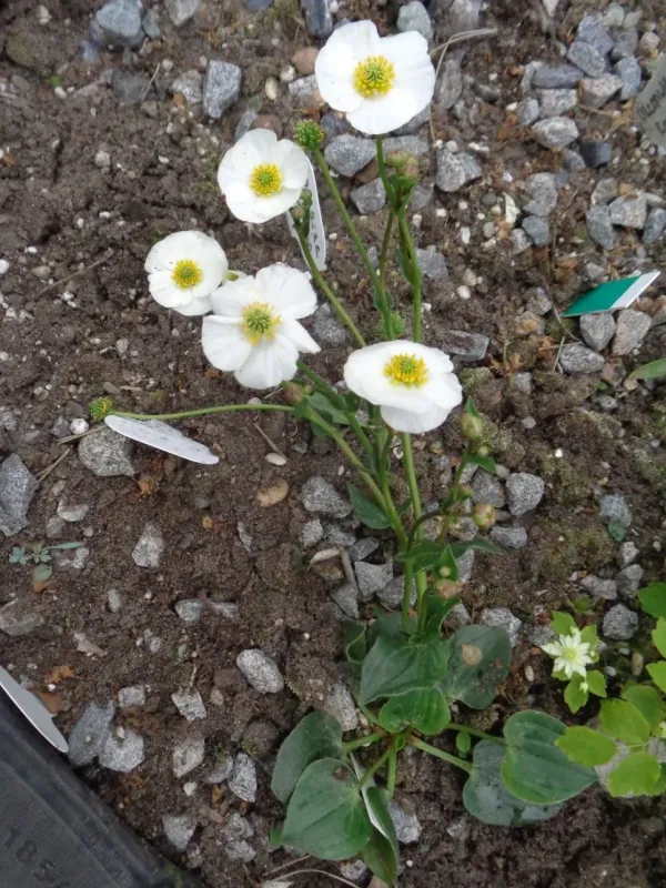 Parnassia-leaved buttercup