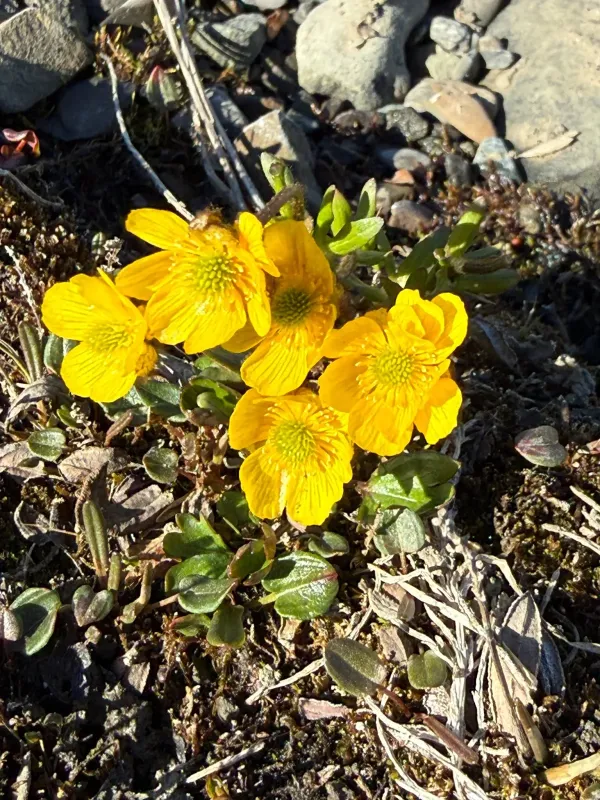Sulphur buttercup