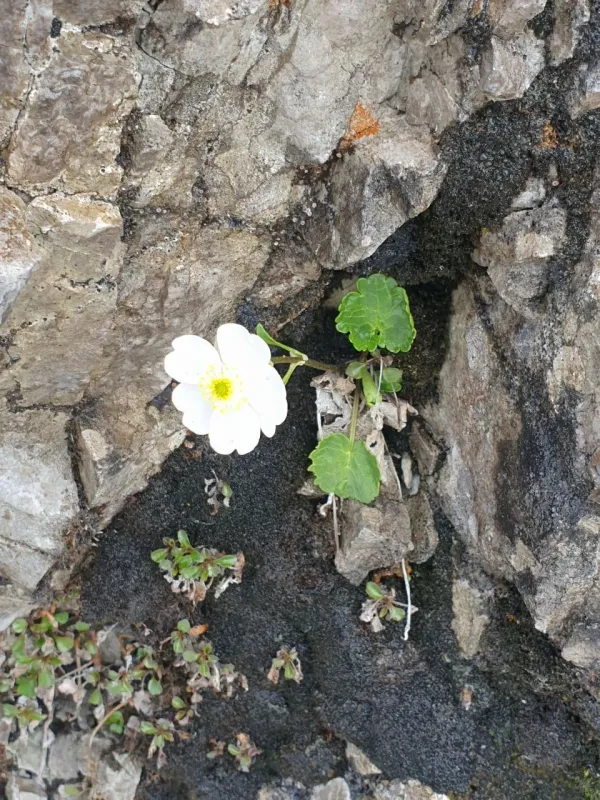 Two-lobed buttercup