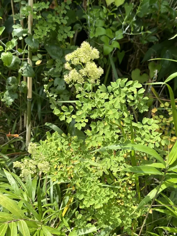 Василистник Секимото