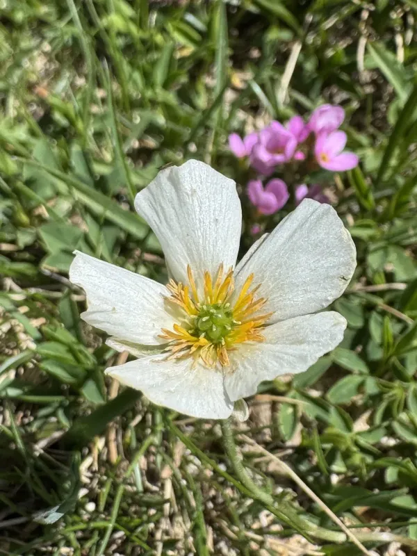 Pyrenean buttercup