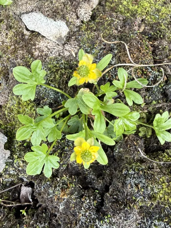 Pygmy buttercup