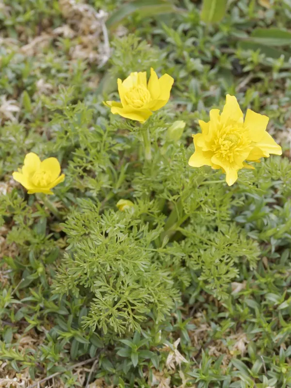 Thousand-leaved buttercup