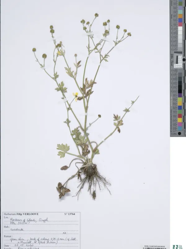 Ranunculus marginatus