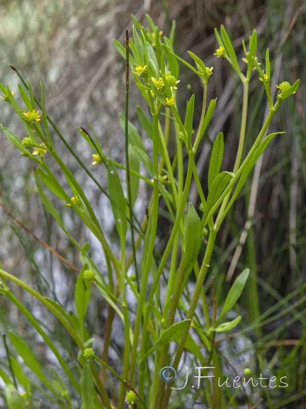 Long-stalked buttercup