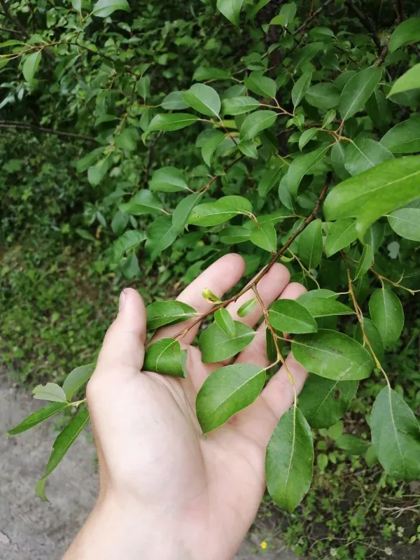 Salix taraikensis