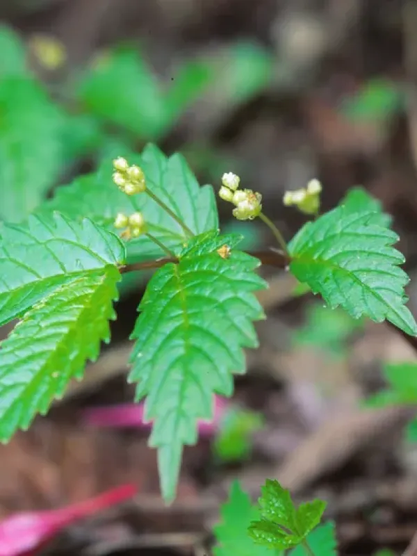 Elatostema umbellatum