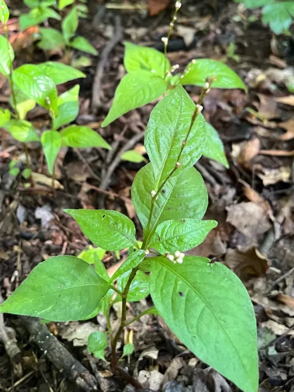 Persicaria posumbu