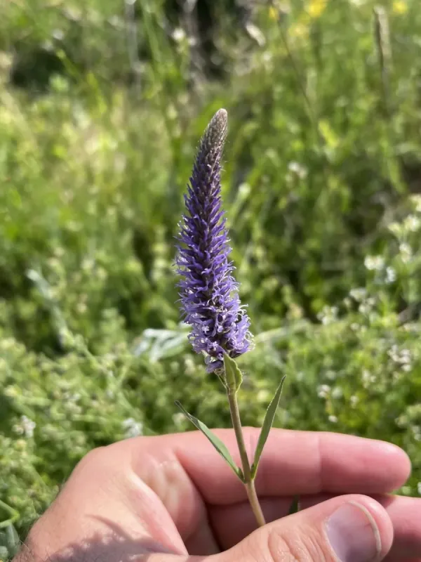 Veronica orchidea