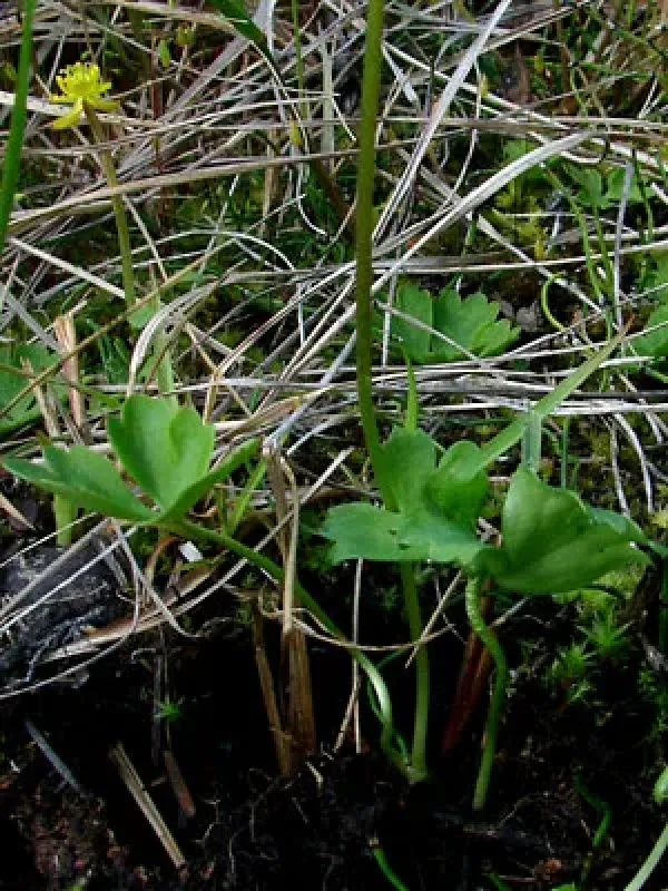 Lapland buttercup