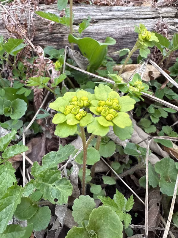 Chrysosplenium pilosum