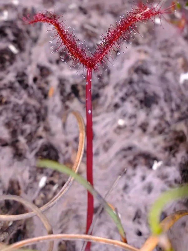 Drosera binata