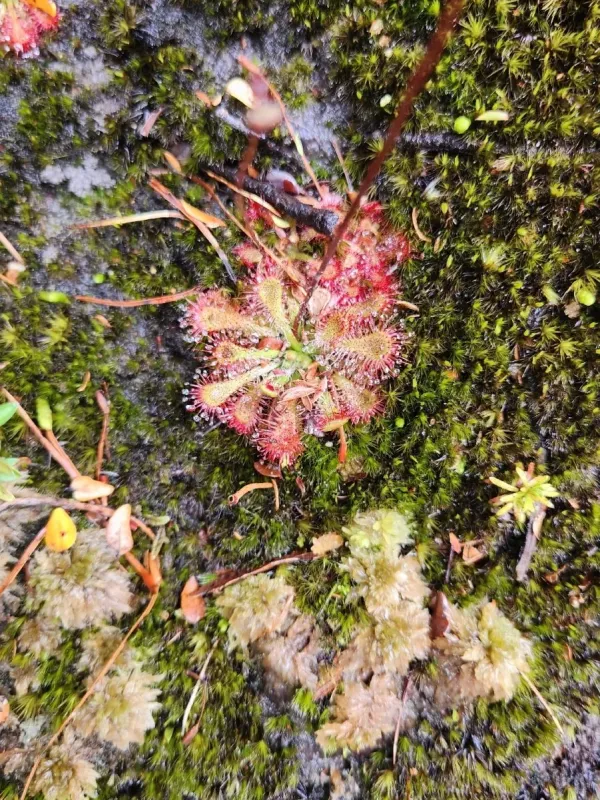 Spoon-leaved sundew