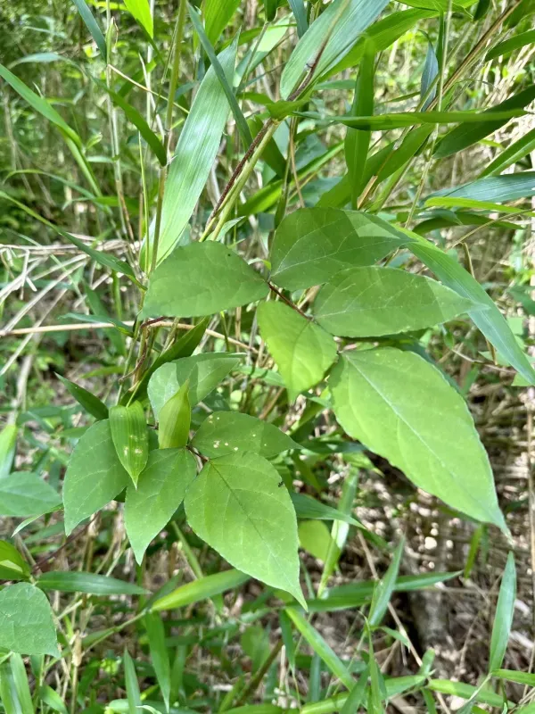 Apios fortunei