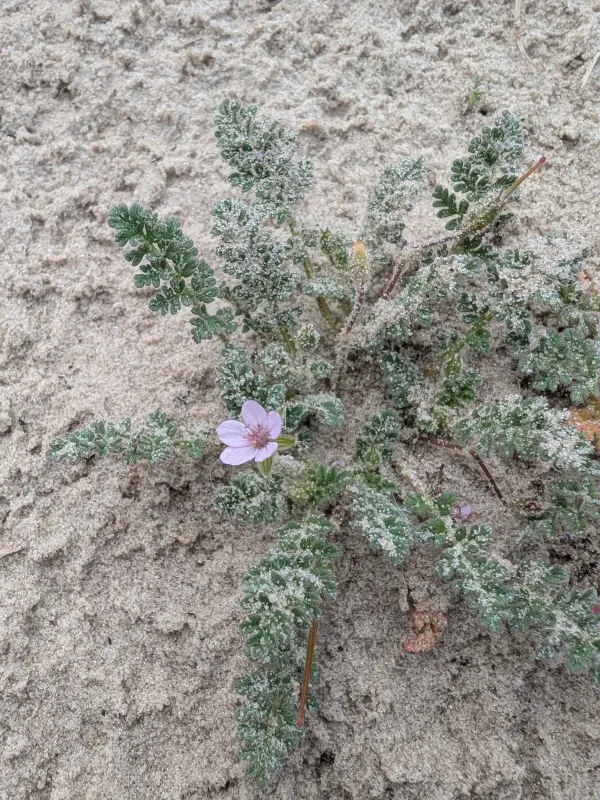Lebel's storksbill