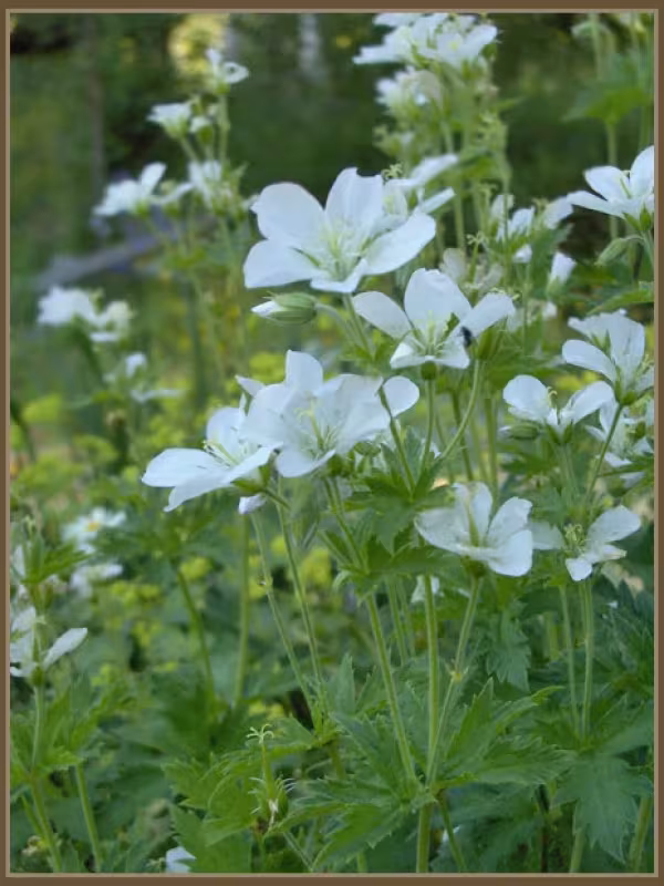 Geranium aristatum