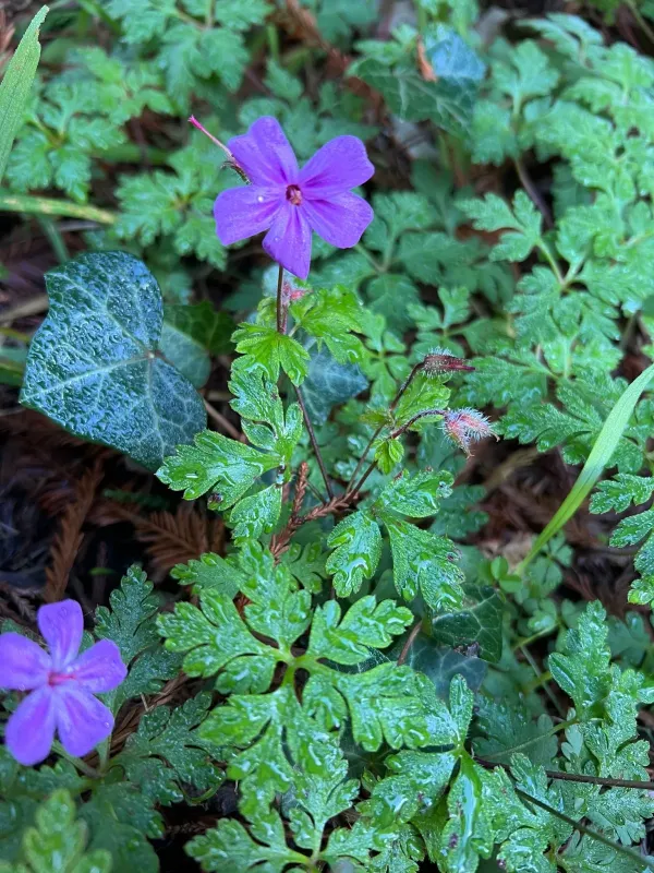Yeo's crane's-bill