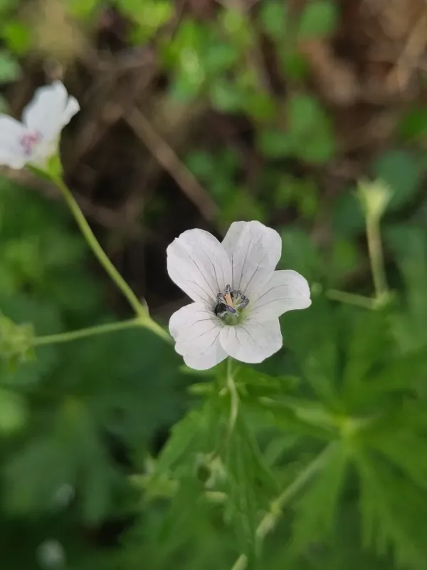 River Geranium