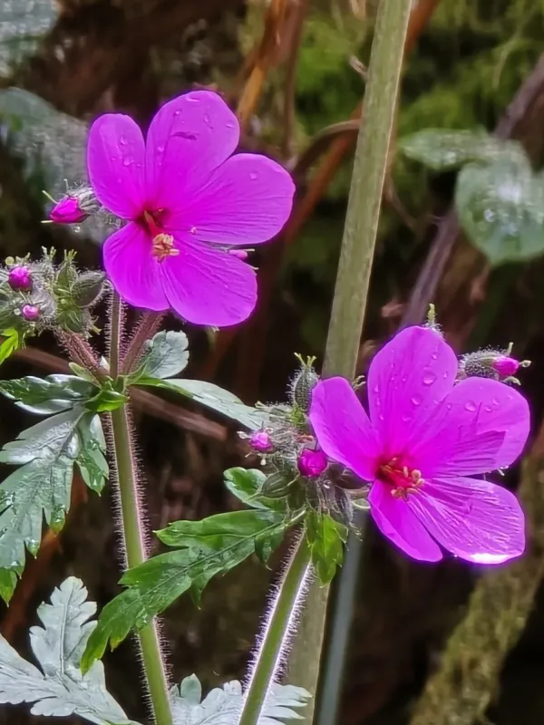 Madeira cranesbill