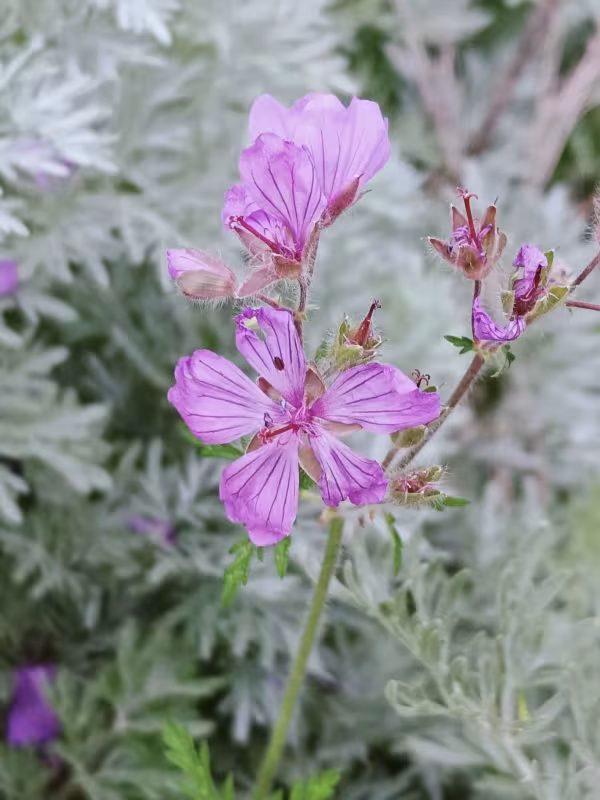 Geranium malviflorum