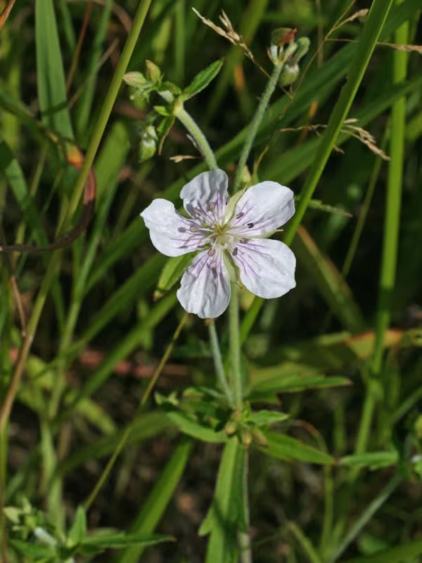 Kramer's geranium