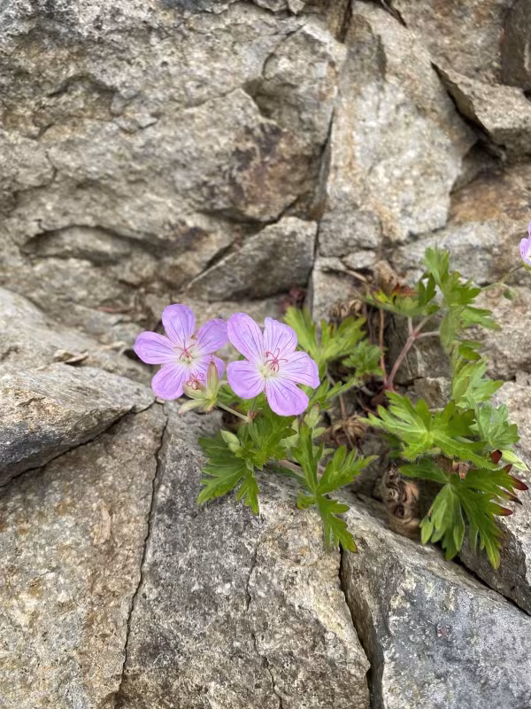 Yezo cranesbill