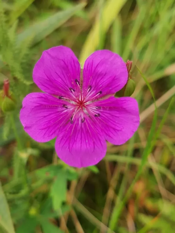 Soboliferous cranesbill