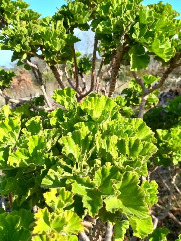 Hooded-leaf pelargonium