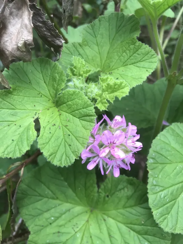 Grape-leaved pelargonium