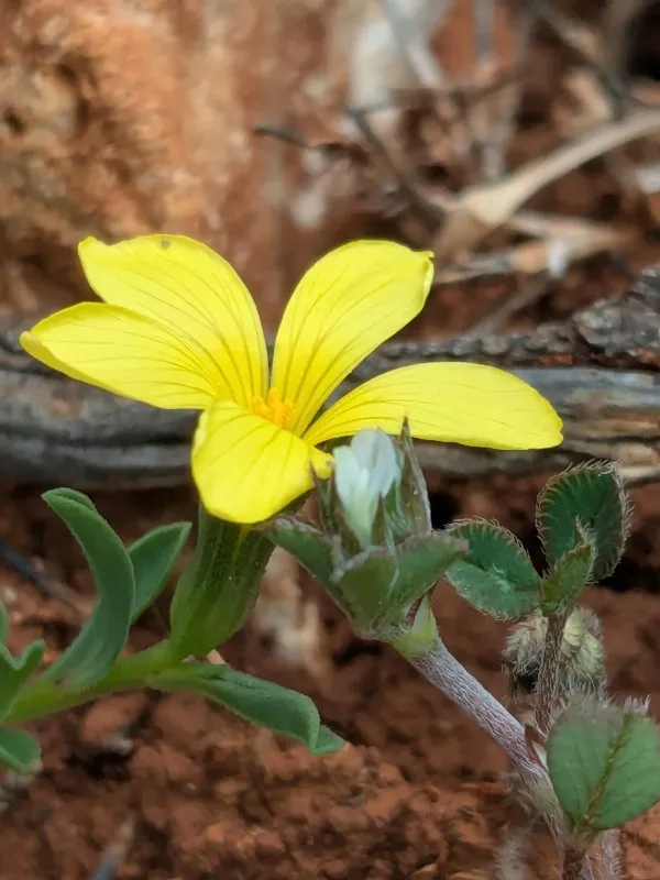 Knotted flax