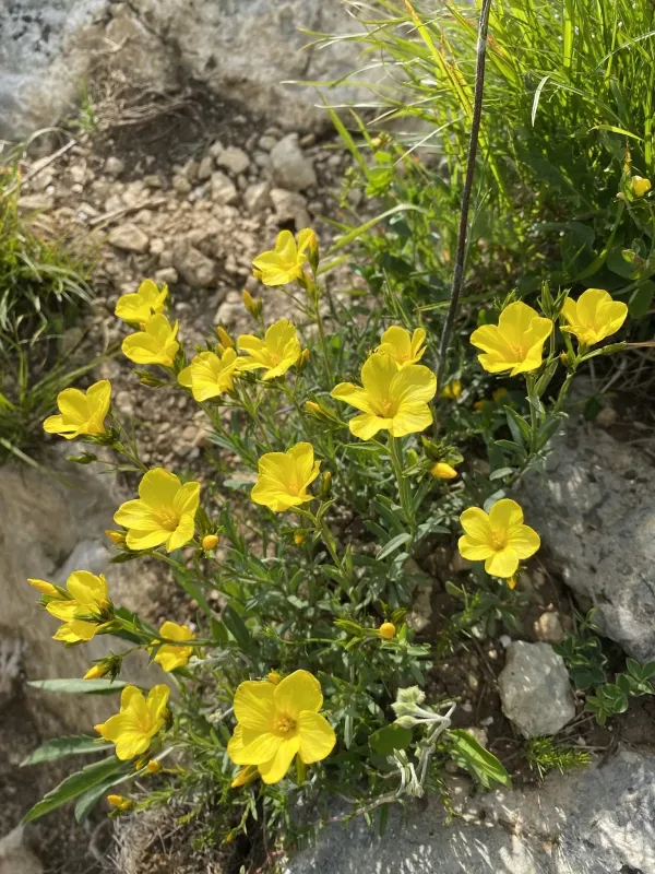 Crimean flax