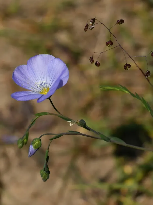 Perennial flax