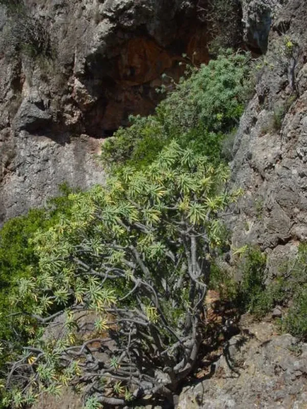 Euphorbia anachoreta