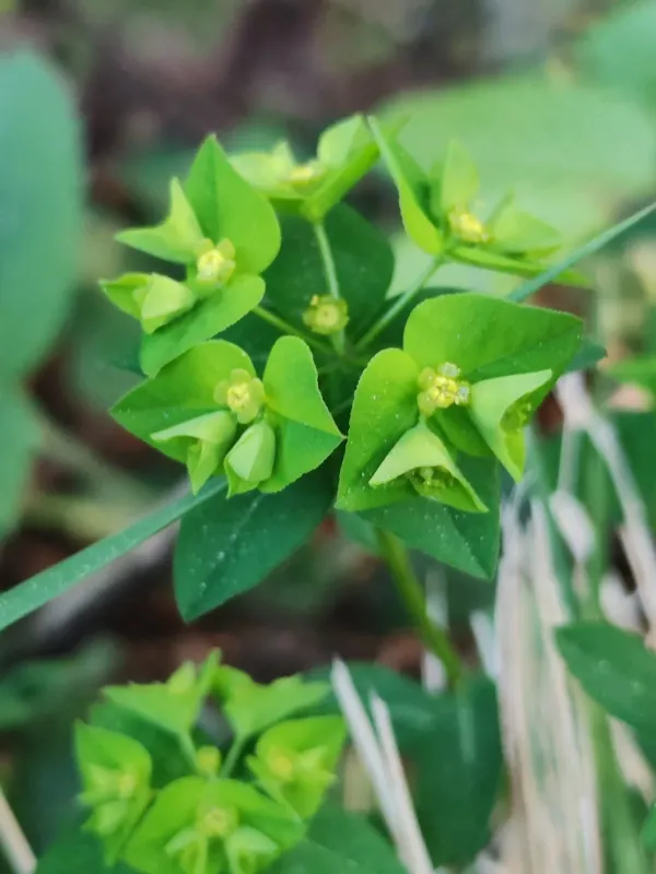 Angulate spurge