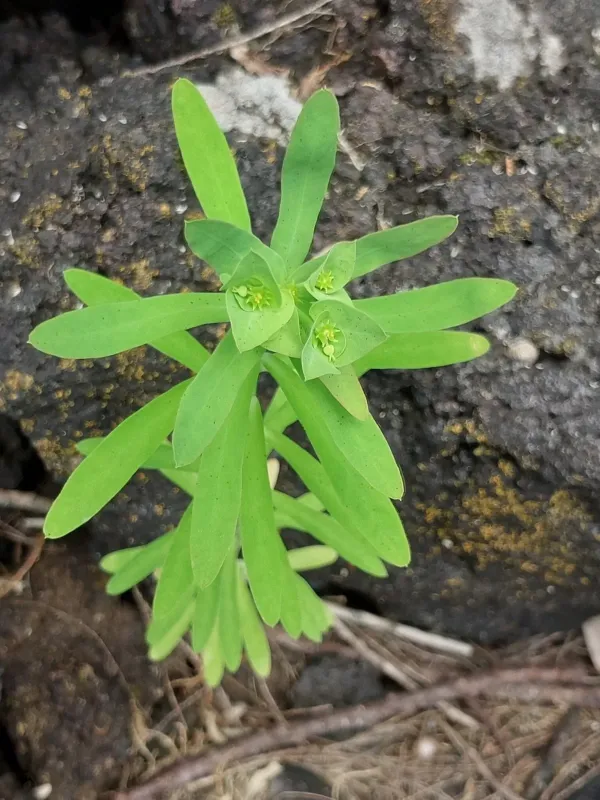 Azorean spurge