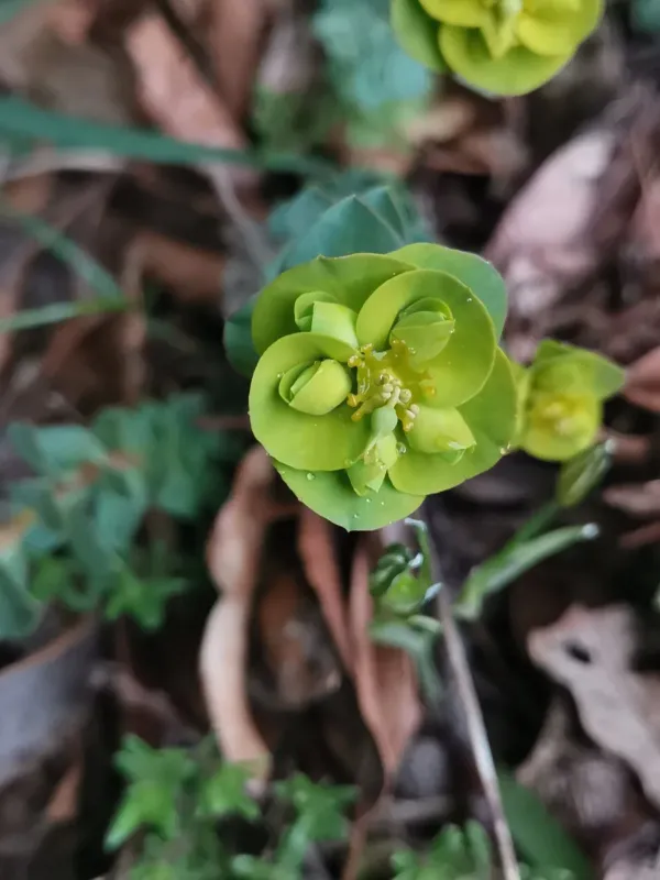 Barrelier's Spurge