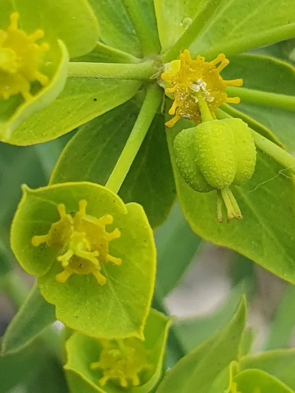 Two-umbel spurge