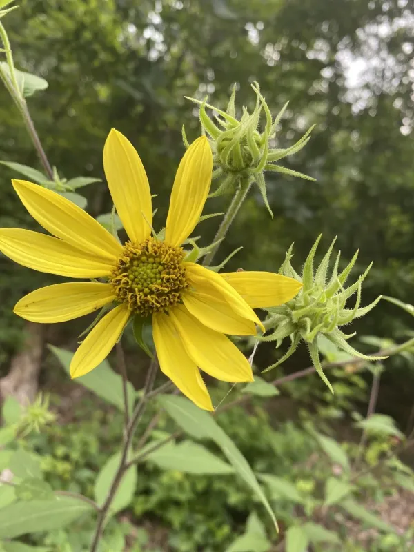 Resinous sunflower
