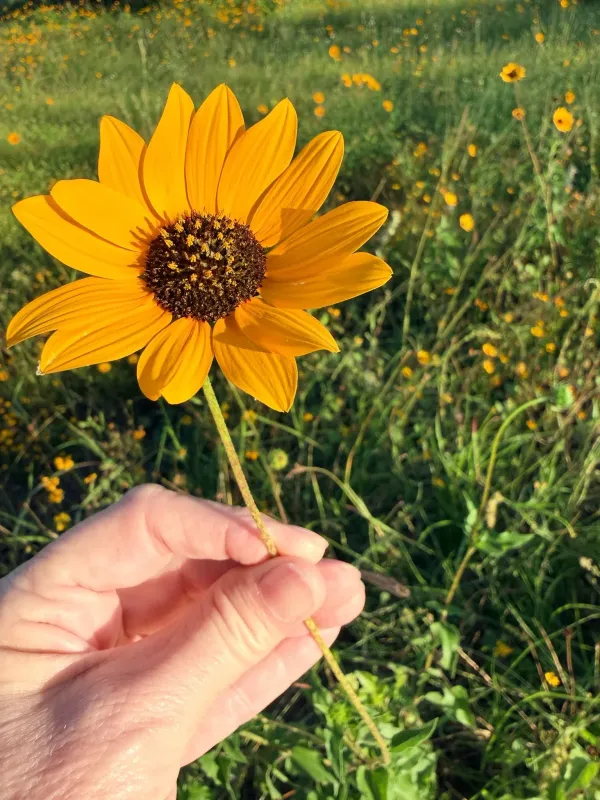 Early sunflower
